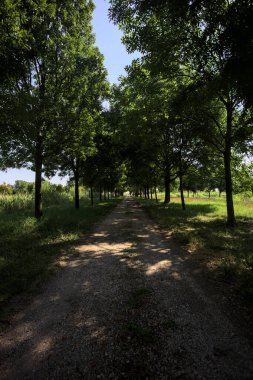 Gölgede yol, İtalya kırsalında güneşli bir günde, yerde iki sıra ağacın oluşturduğu bir parkta.