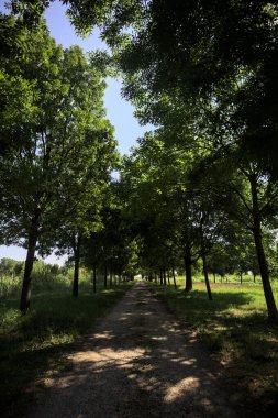 Gölgede yol, İtalya kırsalında güneşli bir günde, yerde iki sıra ağacın oluşturduğu bir parkta.