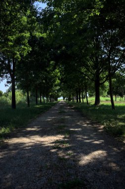 Gölgede yol, İtalya kırsalında güneşli bir günde, yerde iki sıra ağacın oluşturduğu bir parkta.