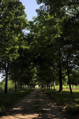 Gölgede yol, İtalya kırsalında güneşli bir günde, yerde iki sıra ağacın oluşturduğu bir parkta.