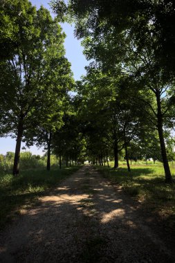 Gölgede yol, İtalya kırsalında güneşli bir günde, yerde iki sıra ağacın oluşturduğu bir parkta.
