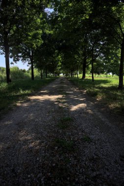 Gölgede yol, İtalya kırsalında güneşli bir günde, yerde iki sıra ağacın oluşturduğu bir parkta.