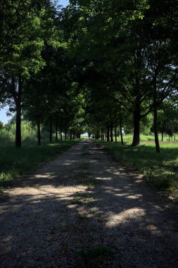 Gölgede yol, İtalya kırsalında güneşli bir günde, yerde iki sıra ağacın oluşturduğu bir parkta.