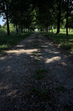 Gölgede yol, İtalya kırsalında güneşli bir günde, yerde iki sıra ağacın oluşturduğu bir parkta.