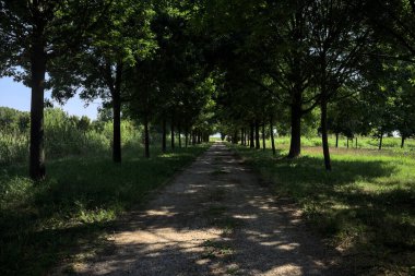 Gölgede yol, İtalya kırsalında güneşli bir günde, yerde iki sıra ağacın oluşturduğu bir parkta.
