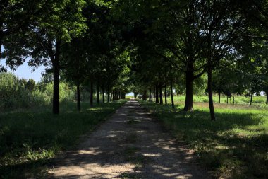 Gölgede yol, İtalya kırsalında güneşli bir günde, yerde iki sıra ağacın oluşturduğu bir parkta.