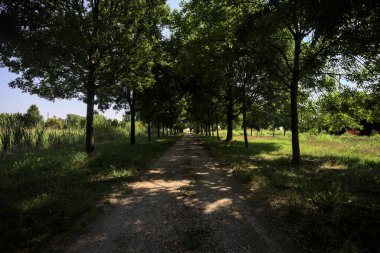 Gölgede yol, İtalya kırsalında güneşli bir günde, yerde iki sıra ağacın oluşturduğu bir parkta.