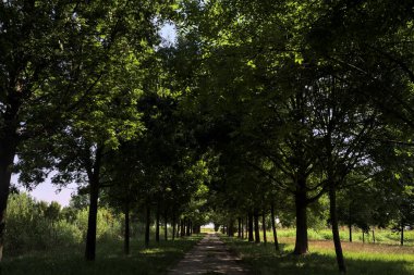 Gölgede yol, İtalya kırsalında güneşli bir günde, yerde iki sıra ağacın oluşturduğu bir parkta.