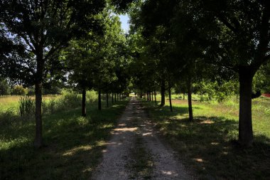 Gölgede yol, İtalya kırsalında güneşli bir günde, yerde iki sıra ağacın oluşturduğu bir parkta.