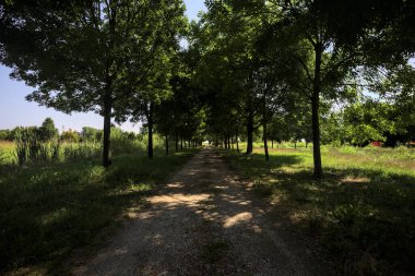 Gölgede yol, İtalya kırsalında güneşli bir günde, yerde iki sıra ağacın oluşturduğu bir parkta.