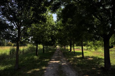 Gölgede yol, İtalya kırsalında güneşli bir günde, yerde iki sıra ağacın oluşturduğu bir parkta.