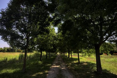Gölgede yol, İtalya kırsalında güneşli bir günde, yerde iki sıra ağacın oluşturduğu bir parkta.