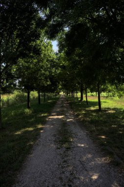 Gölgede yol, İtalya kırsalında güneşli bir günde, yerde iki sıra ağacın oluşturduğu bir parkta.