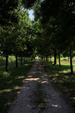 Gölgede yol, İtalya kırsalında güneşli bir günde, yerde iki sıra ağacın oluşturduğu bir parkta.