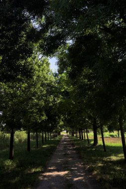Gölgede yol, İtalya kırsalında güneşli bir günde, yerde iki sıra ağacın oluşturduğu bir parkta.