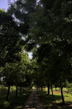 Gölgede yol, İtalya kırsalında güneşli bir günde, yerde iki sıra ağacın oluşturduğu bir parkta.