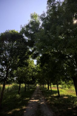 Gölgede yol, İtalya kırsalında güneşli bir günde, yerde iki sıra ağacın oluşturduğu bir parkta.