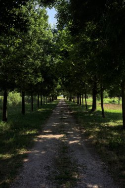 Gölgede yol, İtalya kırsalında güneşli bir günde, yerde iki sıra ağacın oluşturduğu bir parkta.