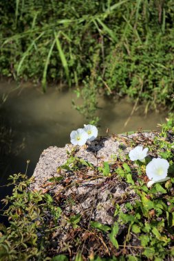 Güneşli bir günde, beton bir blokta, bir su deresinin kenarında açan beyaz çan çiçeği.
