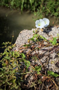 Güneşli bir günde, beton bir blokta, bir su deresinin kenarında açan beyaz çan çiçeği.