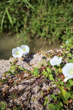 Güneşli bir günde, beton bir blokta, bir su deresinin kenarında açan beyaz çan çiçeği.