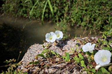 Güneşli bir günde, beton bir blokta, bir su deresinin kenarında açan beyaz çan çiçeği.