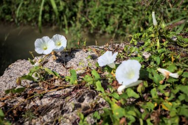 Güneşli bir günde, beton bir blokta, bir su deresinin kenarında açan beyaz çan çiçeği.