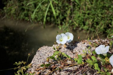 Güneşli bir günde, beton bir blokta, bir su deresinin kenarında açan beyaz çan çiçeği.