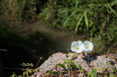 Güneşli bir günde, beton bir blokta, bir su deresinin kenarında açan beyaz çan çiçeği.