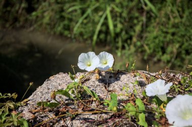 Güneşli bir günde, beton bir blokta, bir su deresinin kenarında açan beyaz çan çiçeği.