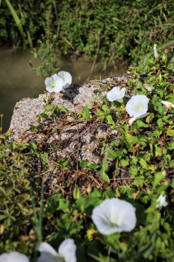 Güneşli bir günde, beton bir blokta, bir su deresinin kenarında açan beyaz çan çiçeği.