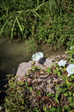 Güneşli bir günde, beton bir blokta, bir su deresinin kenarında açan beyaz çan çiçeği.