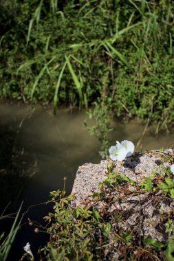 Güneşli bir günde, beton bir blokta, bir su deresinin kenarında açan beyaz çan çiçeği.