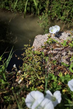Güneşli bir günde, beton bir blokta, bir su deresinin kenarında açan beyaz çan çiçeği.