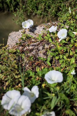 Güneşli bir günde, beton bir blokta, bir su deresinin kenarında açan beyaz çan çiçeği.