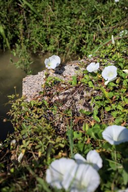Güneşli bir günde, beton bir blokta, bir su deresinin kenarında açan beyaz çan çiçeği.