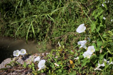 Güneşli bir günde, beton bir blokta, bir su deresinin kenarında açan beyaz çan çiçeği.