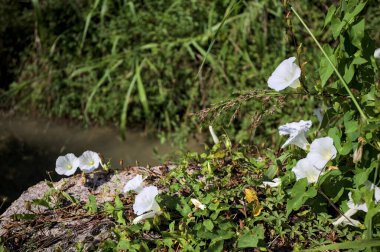 Güneşli bir günde, beton bir blokta, bir su deresinin kenarında açan beyaz çan çiçeği.