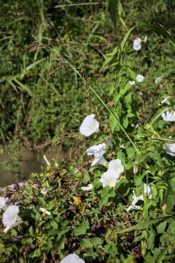 Güneşli bir günde, beton bir blokta, bir su deresinin kenarında açan beyaz çan çiçeği.