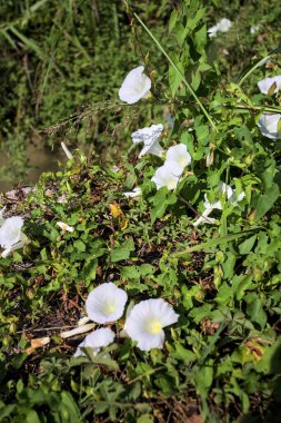 Güneşli bir günde, beton bir blokta, bir su deresinin kenarında açan beyaz çan çiçeği.