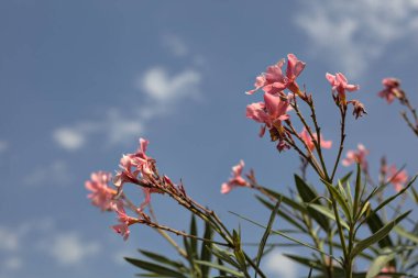 Arkaplan olarak gökyüzü çiçek açan zakkum dalları