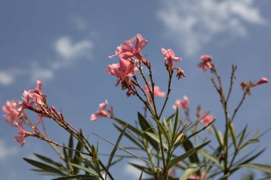 Arkaplan olarak gökyüzü çiçek açan zakkum dalları