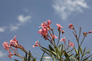 Arkaplan olarak gökyüzü çiçek açan zakkum dalları