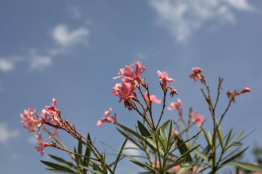 Arkaplan olarak gökyüzü çiçek açan zakkum dalları