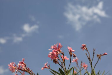 Arkaplan olarak gökyüzü çiçek açan zakkum dalları
