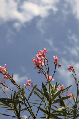 Arkaplan olarak gökyüzü çiçek açan zakkum dalları