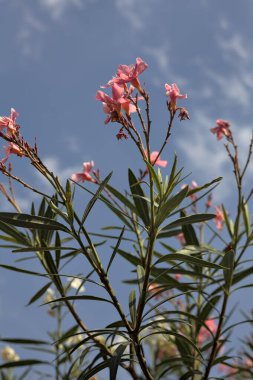Arkaplan olarak gökyüzü çiçek açan zakkum dalları