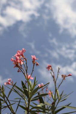 Arkaplan olarak gökyüzü çiçek açan zakkum dalları