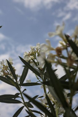 Arkaplan olarak gökyüzü çiçek açan zakkum dalları