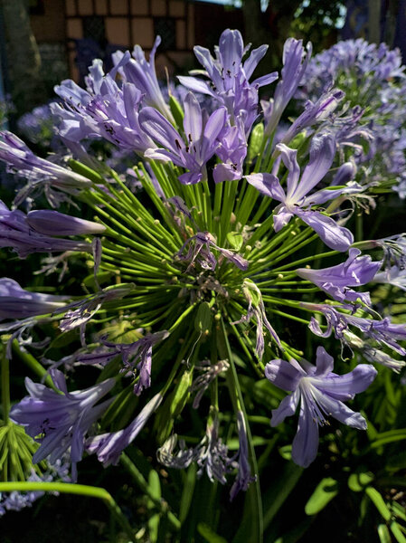 Purple ornamental garlic in bloom seen up close